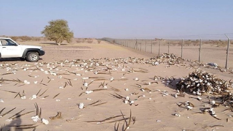 شاهدوا: السعودية صورة لـ"جماجم" الريم والمها تثير التساؤلات والسلطات توضح