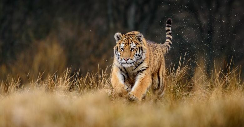 بالفيديو: نمر يطارد سائقي دراجات نارية !