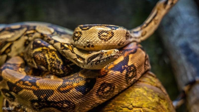 ثعبان عض "هنديا" فمزقه بأسنانه وحمله إلى المستشفى