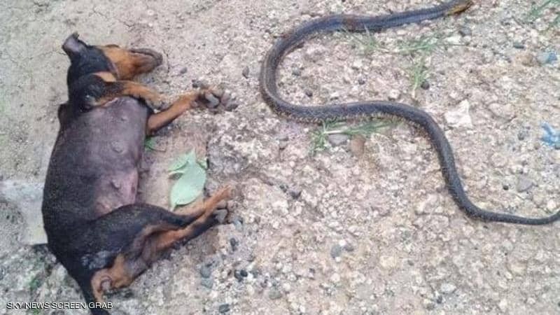 بالفيديو: كلب يضحي بحياته وآخر ببصره لإنقاذ طفلة من أفعى خطيرة