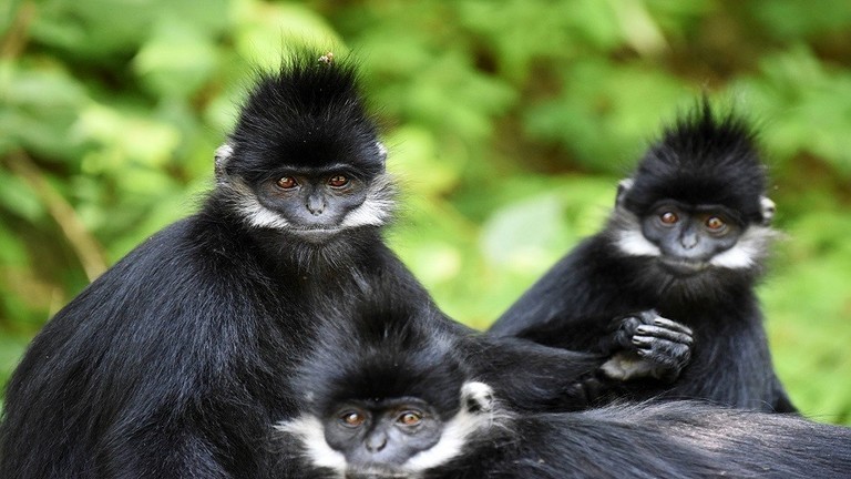 بالفيديو: هجوم وحشي"قردة "مسعورة تبطح "رجلا" أمام بيته