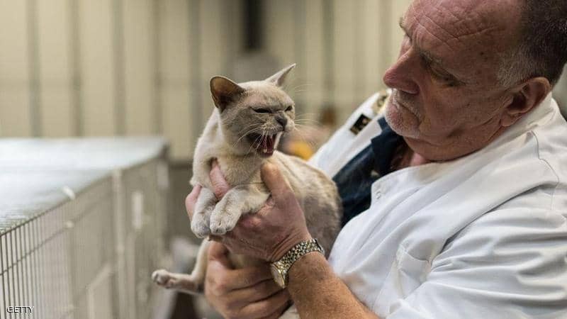 ولاية أميركية تتبنى قانونا "غريبا" لحماية القطط