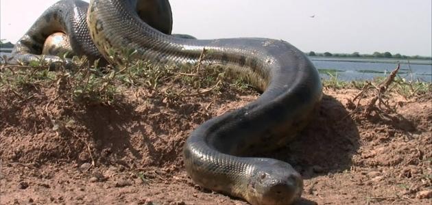 شاهدوا:  أفعى ضخمة "تطالب بحقها" من صياد السمك