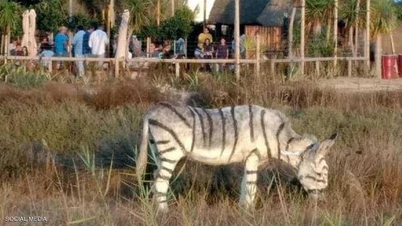 الحمير الوحشية المزيفة تثير غضبا في "إسبانيا" والسلطات تحقق