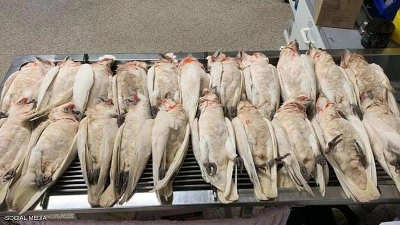 هلع في أستراليا "طيور تنزف" وتتساقط من السماء