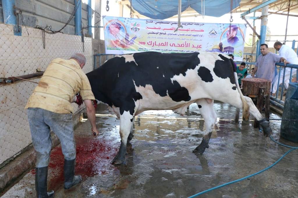 شاهد: كتائب الأقصى تذبح أضاحي عيد الأضحى المبارك في قطاع غزّة