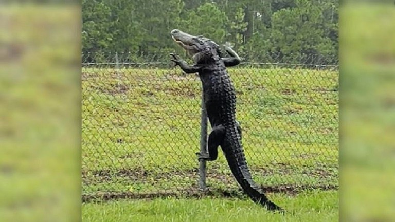 بالفيديو: تمساح "رياضي" يتسلق سورا عاليا ويتسلل إلى قاعدة عسكرية!