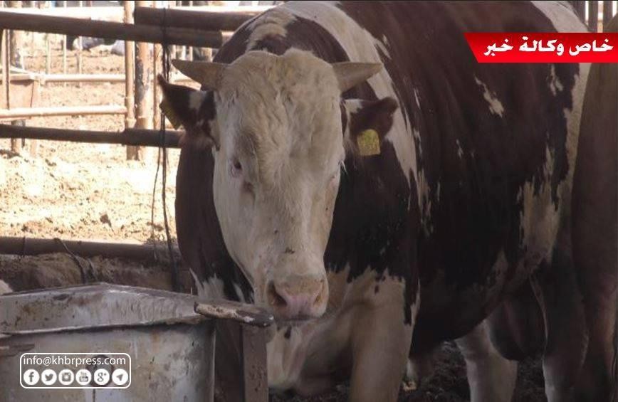 بالفيديو: ركود حاد يضرب أسواق المواشي بغزّة وإقبال ضعيف على شراء الأضاحي