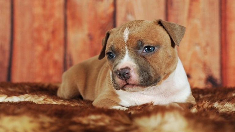 حاسة الشم في "الكلاب" تساعد على كشف "السرطان"