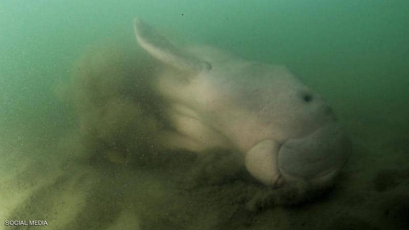 البلاستيك قتل "مريم" والحزن يلف العالم