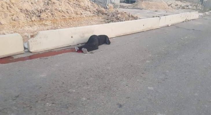 استشهاد مواطنة برصاص الاحتلال شرق الخليل