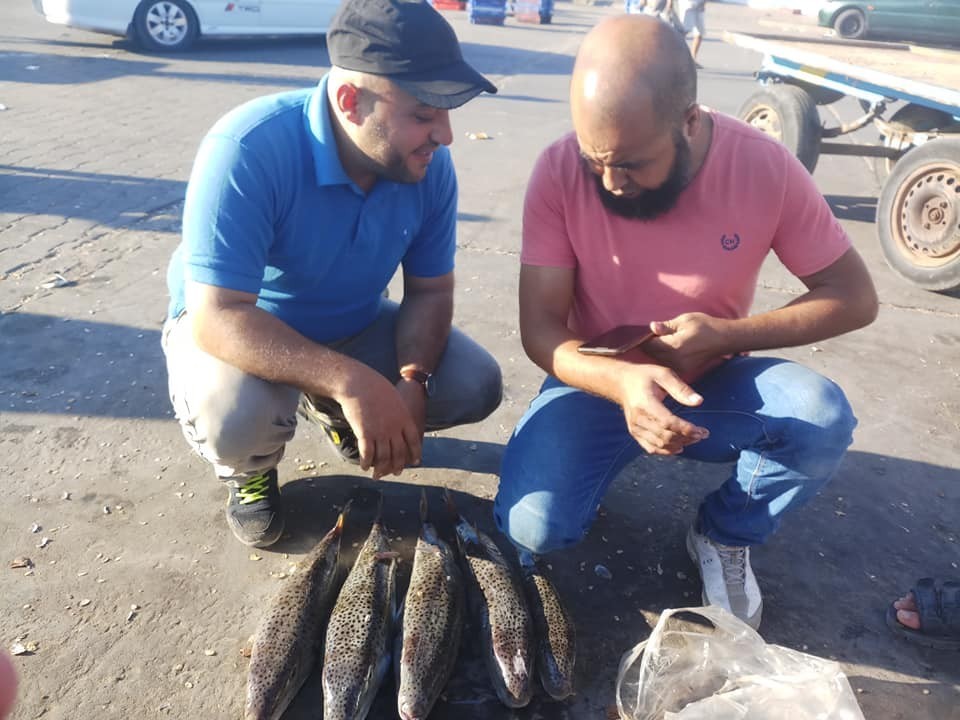 الزراعة تتلف كمية من أسماك “الأرنب” السامة