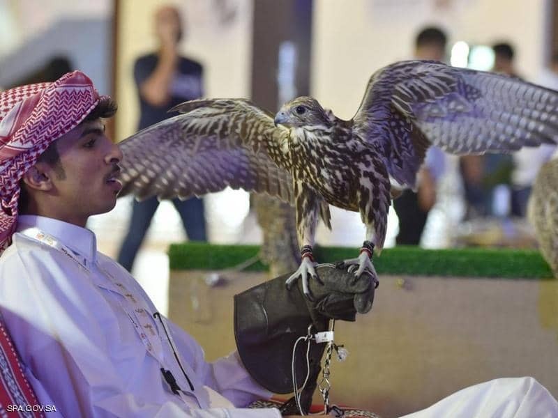 شاهدوا: أرقام قياسية لمعرض الصقور والصيد السعودي بعدد الزوار