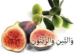 بالفيديو: بعد آلاف السنين.. "العلماء" يكتشفون سر ارتباط التين بالزيتون