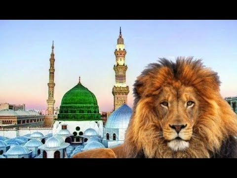 بالفيديو : هل تعلم لماذا ستدخل "الأسود" المسجد النبوي في أخر الزمان؟!