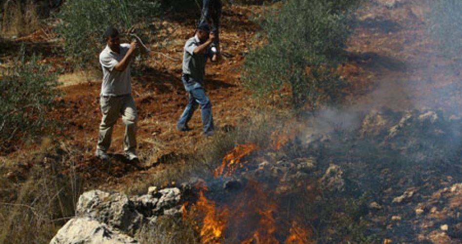 نشوب حرائق في 50 شجرة زيتون بجنين