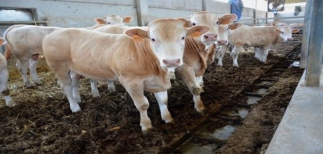 الزراعة الإسرائيلية تضع شروطًا جديدة لتصدير العجول إلى الضفة المحتلة