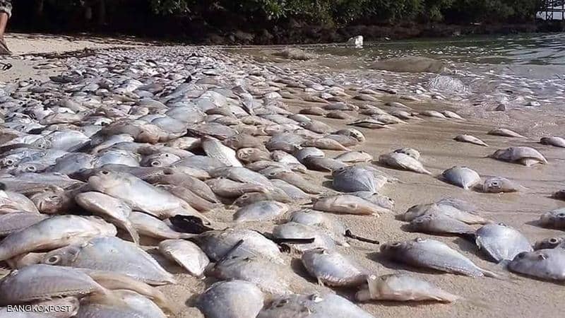 تايلاند: الأسماك النافقة تجتاح منتجعاً "سياحياً".. واللغز يحير المسؤولين