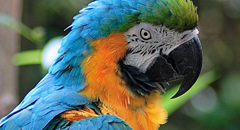 بالفيديو : طائر "ببغاء" يذهل الملايين بوصلة رقص على "أنغام" الموسيقى