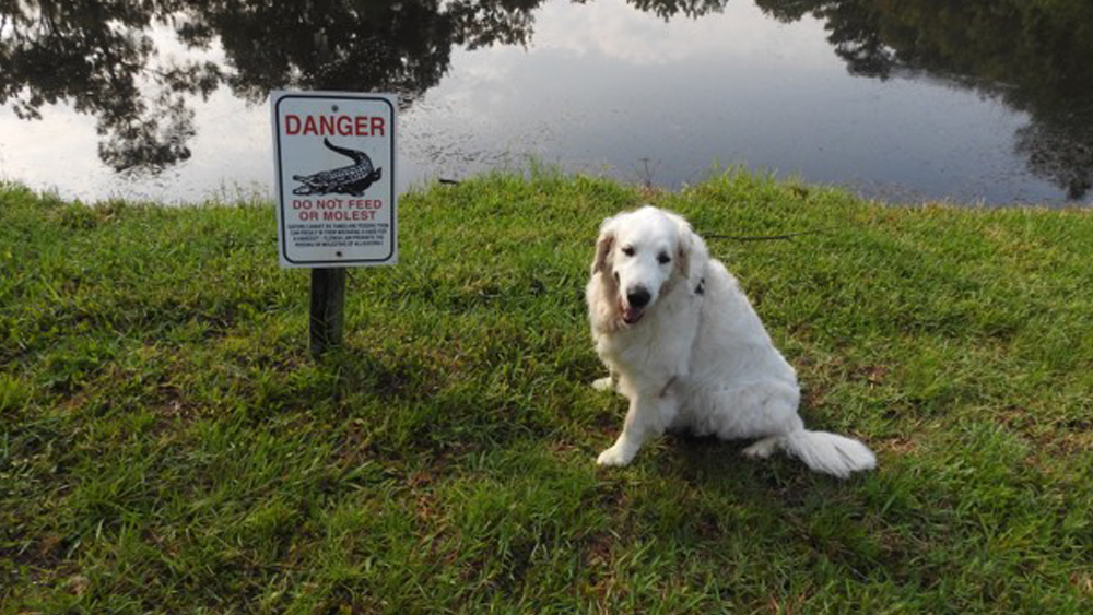 بالفيديو: تمساح يلتهم "كلب" شاهد ماذا حدث!
