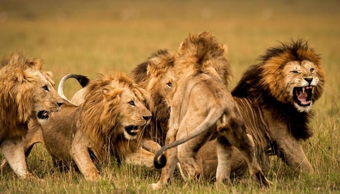 السحر الأسود يتسبب في "مذبحة أسود"