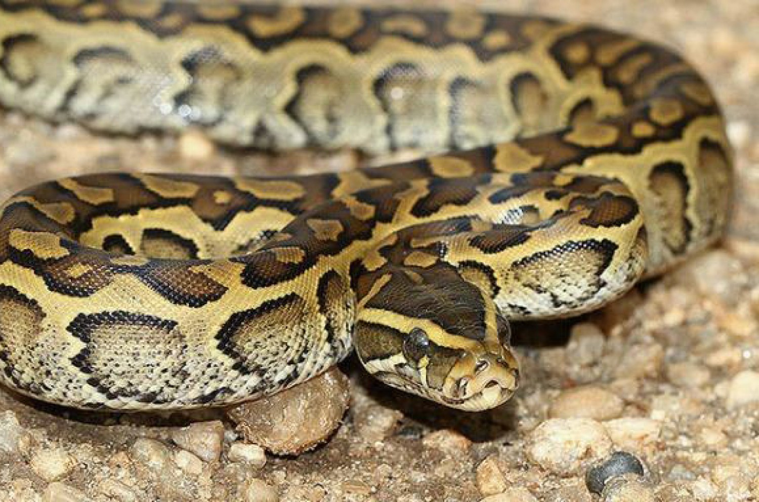 مقتل "امرأة" أمريكية تملك 20 "ثعباناً" والتشريح يكشف السبب!