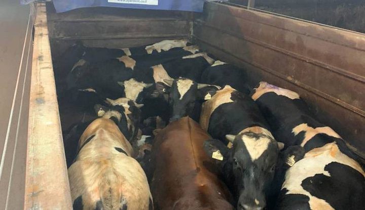 جنين: ضبط شاحنة عجول مهربة من "إسرائيل"
