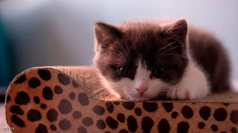 رجل "روسي" يواجه السجن بسبب استخدام "قط" كسلاح