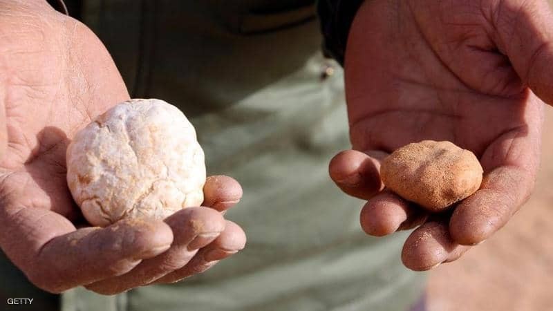 بيع كمأة "بيضاء" بسعر 120 ألف يورو في مزاد إيطالي