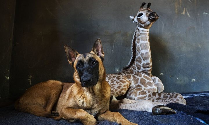 بالفيديو: صداقة جميلة تجمع طفل "زرافة" بكلب ضخم