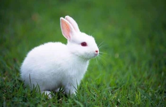 بعد "وجبة أرانب".. شبح "طاعون" القاتل يخيم على المناطق الصينية