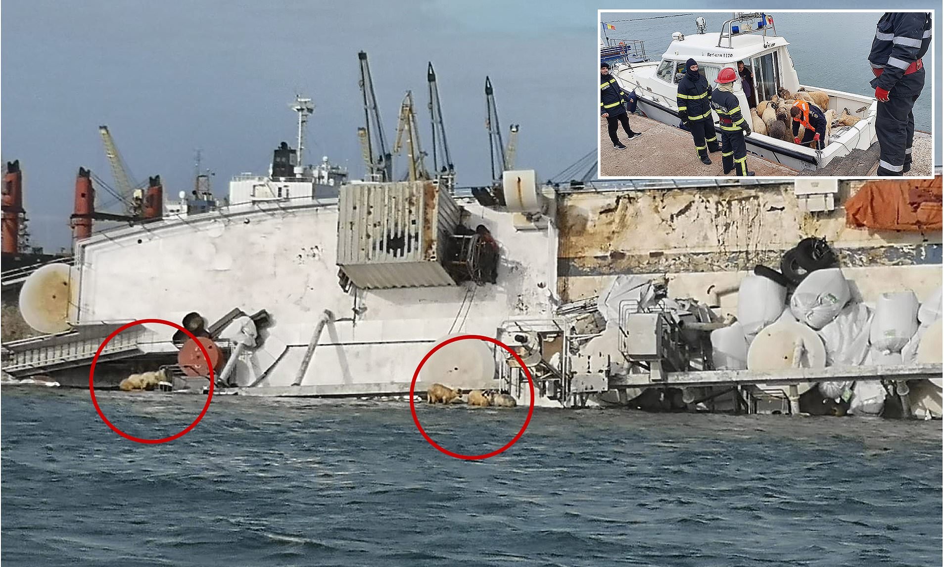 شاهدوا: آلاف "الأغنام" في مأساة بعرض البحر