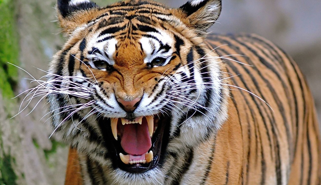 الكشف عن ولادة 3 "نمور" فارسية مهددة بـ"الانقراض"