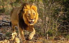 شاهدوا: لحظات من الرعب بسبب هجوم "أسد" مسجون على حارس أثناء إطعامه