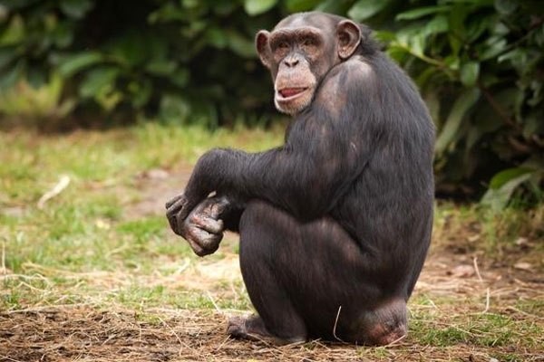 بالفيديو: يفعل ما لا يمكن تصوره "عبقرية الشمبانزي"