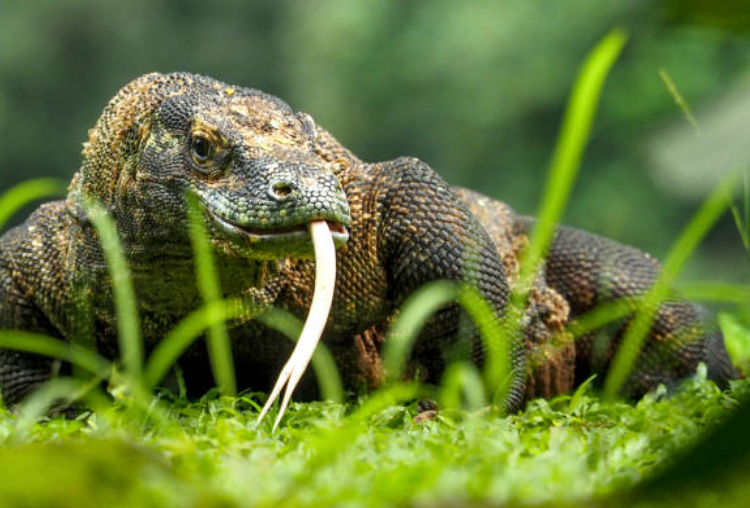 شاهدوا: أغرب قصص "الحيوانات" لعام 2019 !