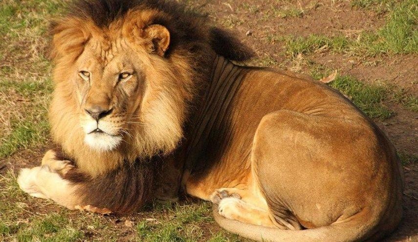 شاهدوا: أسد ينهش ذراع "حارسه" فيديو للهجوم "الغادر"