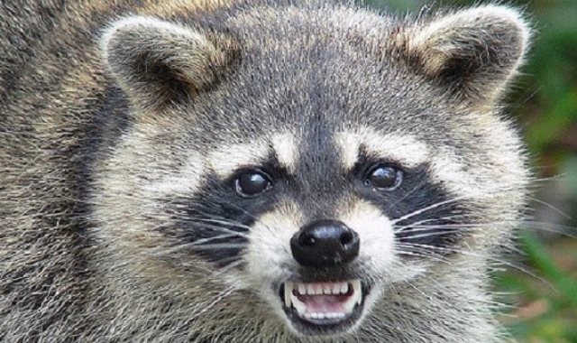 بالفيديو:  صداقة عجيبة بين "وشق مفترس وراكون"