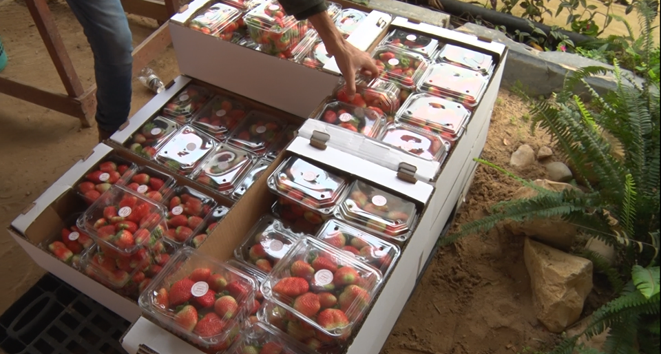 شاهد: الذهب الأحمر من غزة إلى أسواق الخليج.. تخوفات وآمال كبيرة