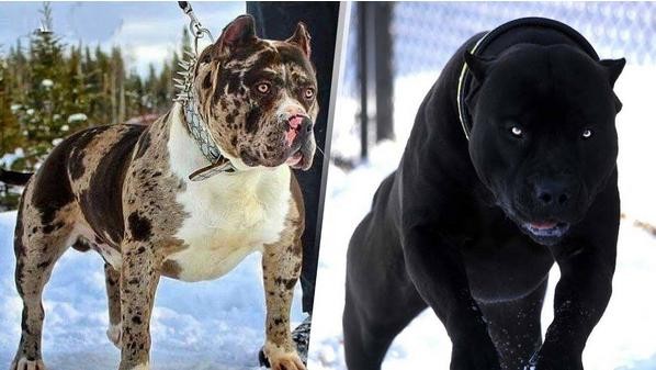 بالفيديو: "الكلاب الشياطين" تأكل رجلاً حياً في إسبانيا