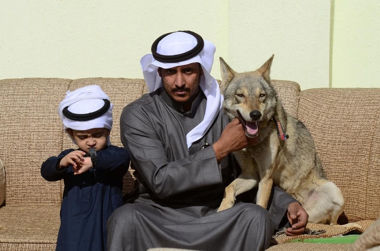 بالفيديو: أسرة "سعودية" تعيش مع "الذئاب" منذ 11 عاما
