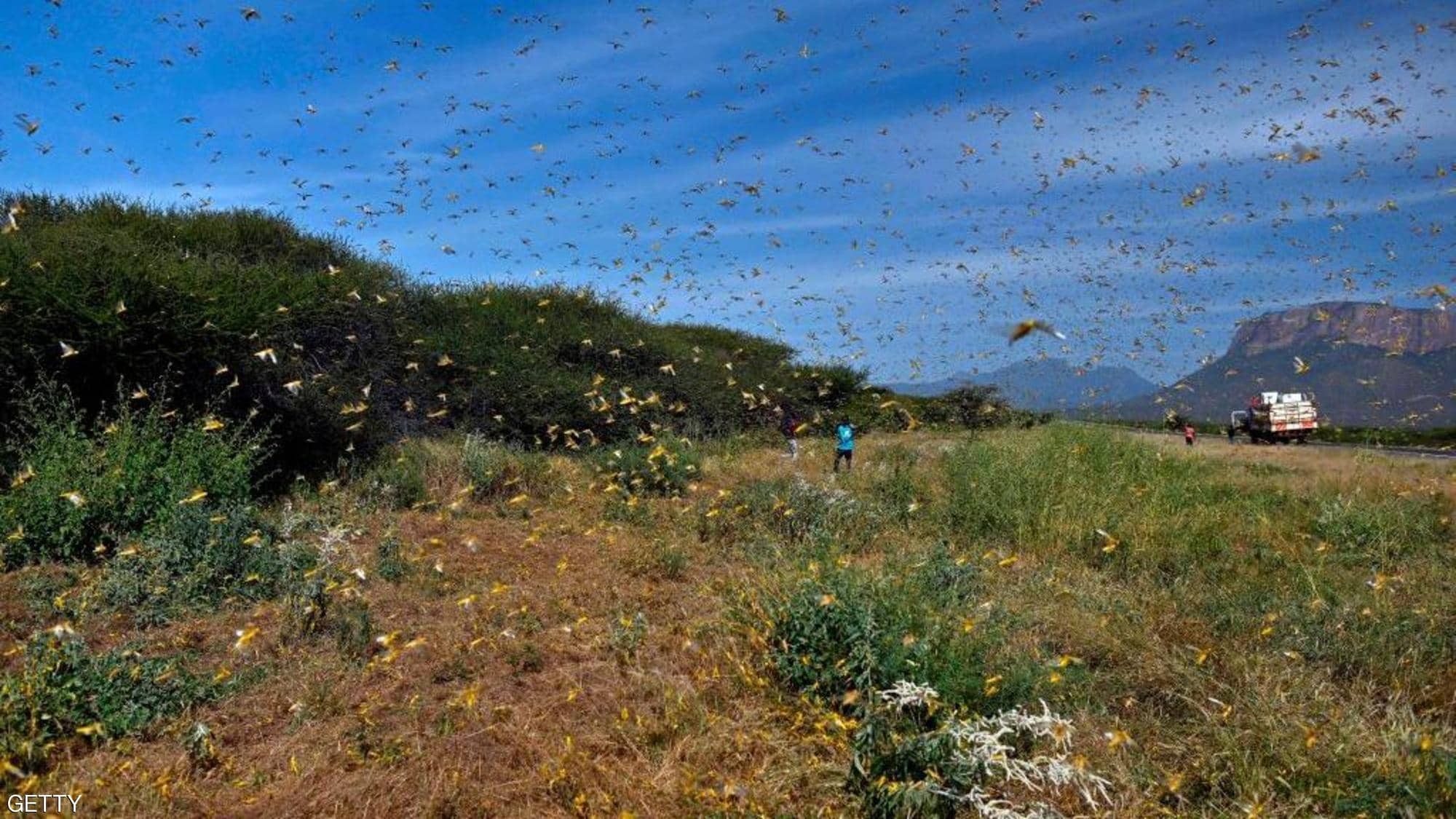 شاهدوا: بعد "الصومال".. مليارات من "الجراد" تجتاح "كينيا"