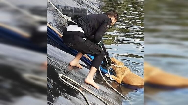 شاهد: الدفاع المدني في "غزة" ينقذ "كلبين" علقا في بركة ماء