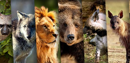 شاهدوا : أضخم معارك "الحيوانات" المفترسة على وجه الارض!