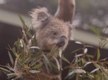 بالفيديو: كيف تحتفل "الحيوانات" بهطول "الأمطار" في أستراليا