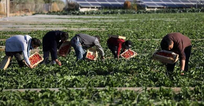 هآرتس: الاحتلال يقرر منع  تصدير المنتجات الزراعية الفلسطينية عبر الأردن