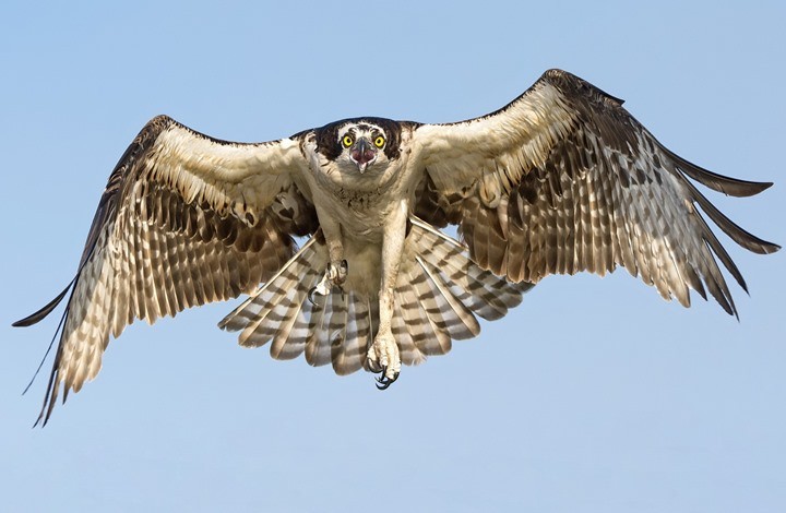 بالفيديو والصور: انطلاق مهرجان "الصقور" في "السعودية" بـ1000 صقر