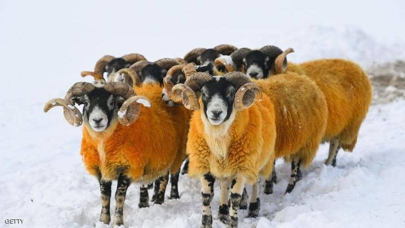 اسكتلندا: فرض "غرامة غريبة" على مربي "مواشي".. وما فعله "أغرب"