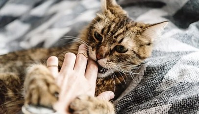 فيروس كورونا