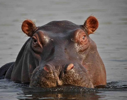 بالفيديو والصور: ضيف "غير مرغوب به" في أغرب مكان!